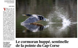 Le Cormoran huppé, sentinelle de la pointe du Cap Corse