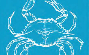 Crabe bleu : votre aide est précieuse !