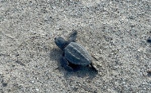 Fait exceptionnel : Eclosion d'une centaine de tortues caouanne à Piantarella