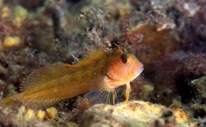 Le Réseau Alien Corse : une nouvelle plateforme pour mieux connaître et préserver la biodiversité marine