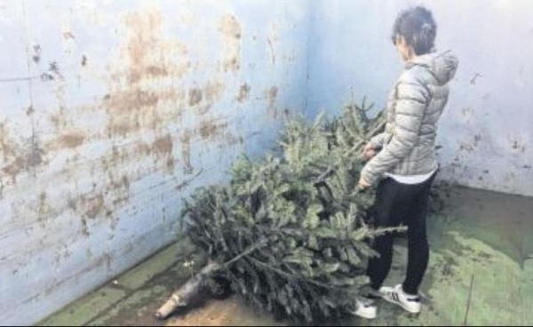 Tri sélectif : des points de collecte pour accueillir les sapins de Noël
