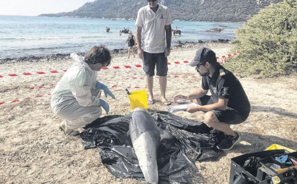 Santa Giulia : le dauphin échoué pourrait être victime d'une épizootie