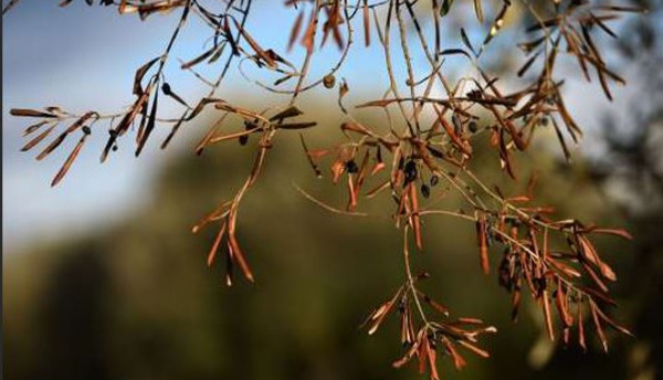 Xylella : la requête des oléiculteurs rejetée