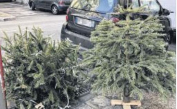 Que faire de vos sapins de Noël ?