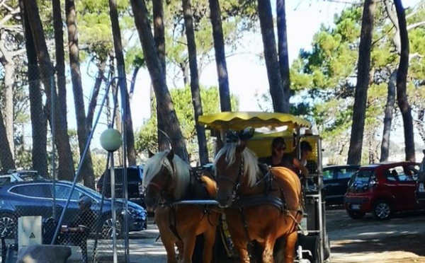 Convoi hippomobile pour le ramassage du tri sélectif de la plage et de la pinède de Calvi 