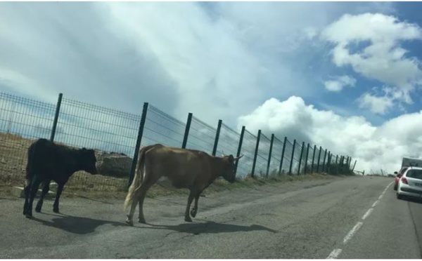 La divagation animale, problème corse dans l'impasse ?