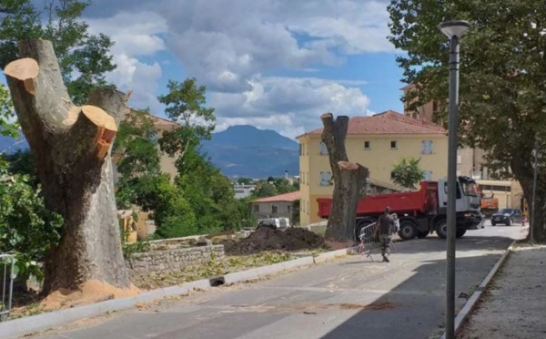 CORTI  Avenue Jean-Nicoli : deux platanes en moins