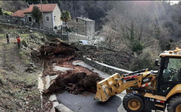 Chutes d'arbres et dégâts après le passage de Hortense