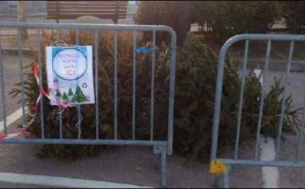 CALVI-BALAGNE  70 sapins de Noël collectés et broyés