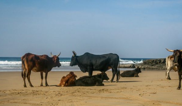 Plage de Mare è Sole : un arrêté préfectoral ordonnant l’abattage de bovins fait polémique
