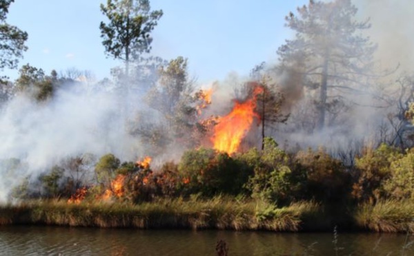 Porto-Vecchio : un incendie parcourt plus de 5 hectares