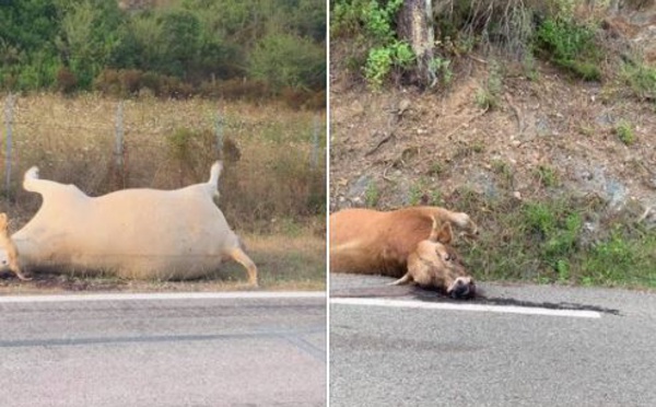 Deux vaches abattues sur les bords de la route en Haute-Corse