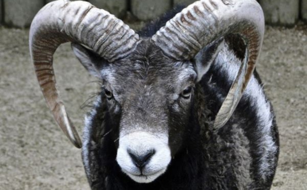 Les mésaventures d'un mouflon de Corse en Wallonie