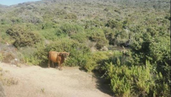 CAMPUMORU  Divagation animale : des vaches sur le chemin vers la plage de Canusellu
