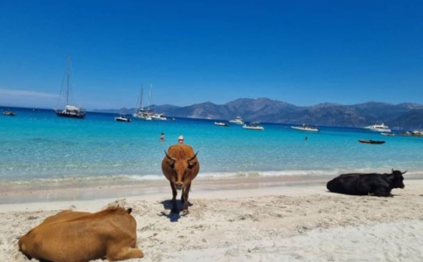 Un homme encorné par une vache sur la plage du Lotu