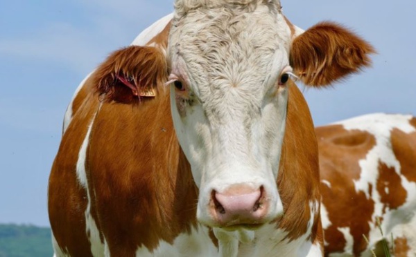 Deux personnes gravement blessées par des vaches dans les Agriates et dans le Niolu