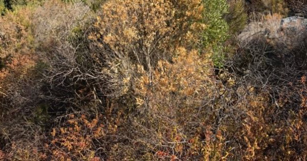 Le Cap Corse le Nebbiu et Plaine Orientale en "alerte sécheresse"