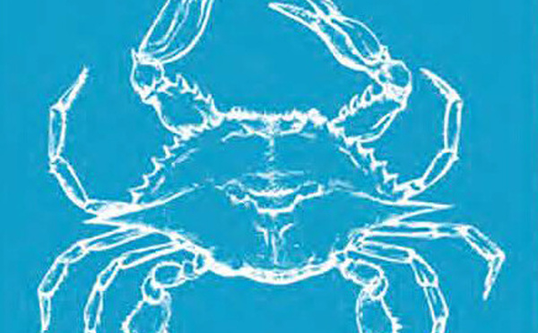 Crabe bleu : votre aide est précieuse !
