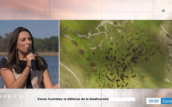 Zones humides : comprendre et protéger nos infrastructures naturelles