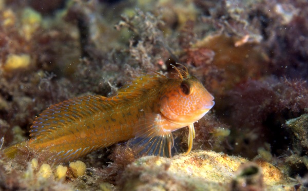 Le Réseau Alien Corse : une nouvelle plateforme pour mieux connaître et préserver la biodiversité marine
